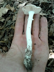 Amanita verna