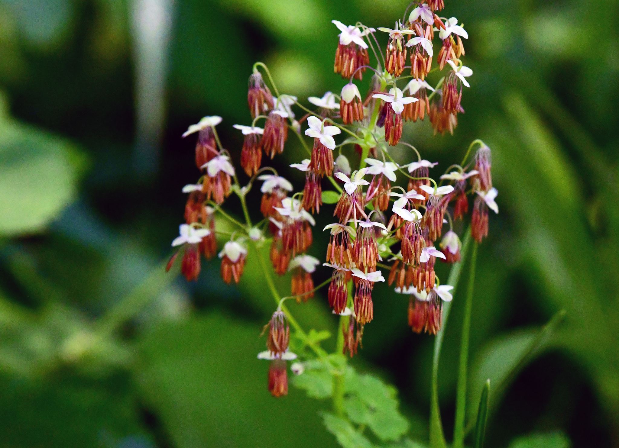 Thalictrum venulosum