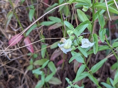 Scutellaria californica