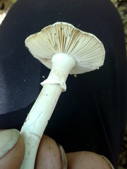 Amanita verna