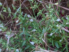 Scutellaria californica