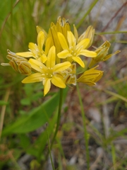 Triteleia crocea