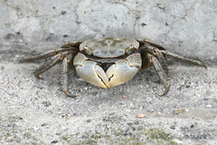 Orisarma neglectum