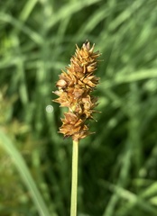 Carex gravida