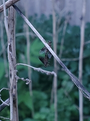 Chrysopilus quadratus