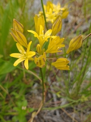 Triteleia crocea