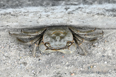 Orisarma neglectum