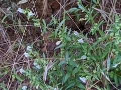 Scutellaria californica