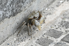 Orisarma neglectum