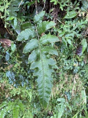 Stegnogramma griffithii