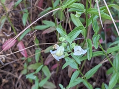 Scutellaria californica