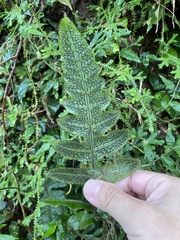 Stegnogramma griffithii