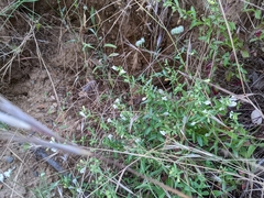 Scutellaria californica