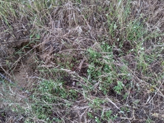 Scutellaria californica