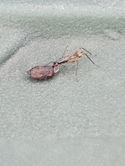 Rainieria antennaepes