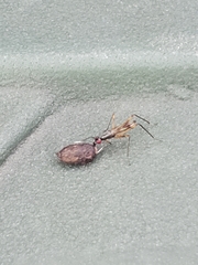 Rainieria antennaepes