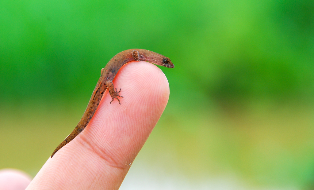 Amazon Pygmy Gecko from Carauari - AM, 69500-000, Brasil on March 21 ...