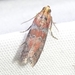Red-splashed Leafroller Moth - Photo (c) Russell Pfau, some rights reserved (CC BY-NC), uploaded by Russell Pfau