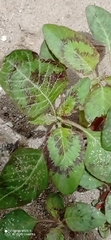 Amaranthus tricolor