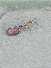Rainieria antennaepes