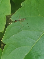 Rainieria antennaepes