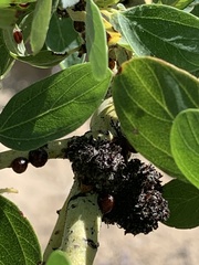 Asphondylia ceanothi