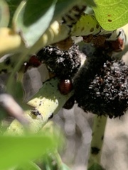 Asphondylia ceanothi