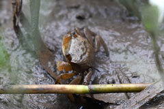 Orisarma neglectum