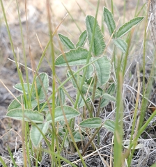 Trifolium gymnocarpon
