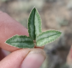 Trifolium gymnocarpon