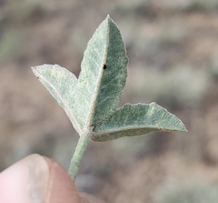 Trifolium gymnocarpon