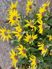 Arnica griscomii