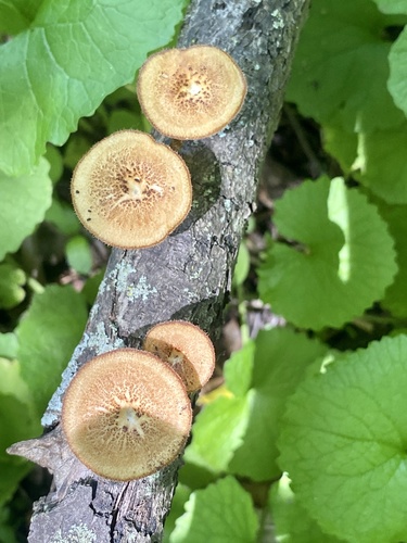 Spring Polypore