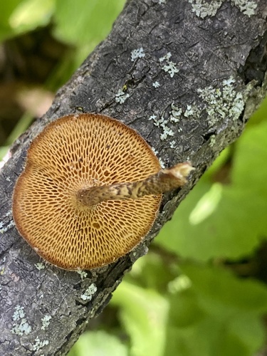 Spring Polypore