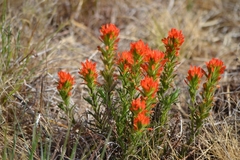 Castilleja glandulosa