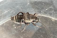 Cyphoderris