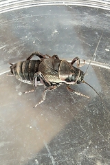 Cyphoderris