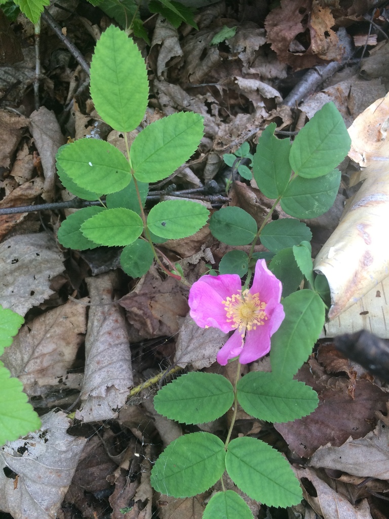 a single pink rose surrounded by its leaves, growing out of a ground  covered by dead leaves