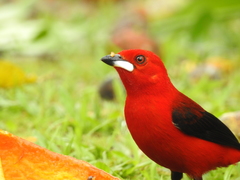 Ramphocelus bresilius