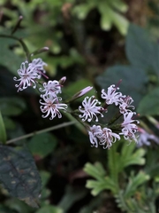 Ainsliaea macroclinidioides