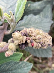 Varronia cylindrostachya