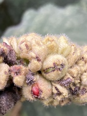 Varronia cylindrostachya