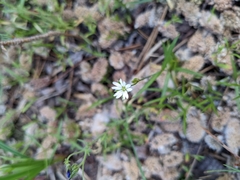 Pseudostellaria
