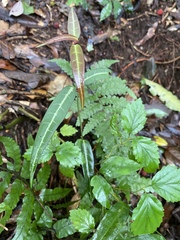 Gardneria multiflora
