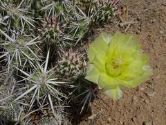 Grusonia clavata