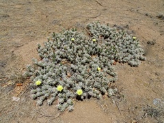 Grusonia clavata