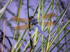 Libellula jesseana