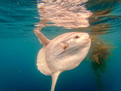 Ocean Sunfish photo 4