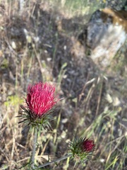 Cirsium andersonii