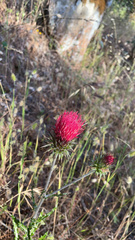 Cirsium andersonii